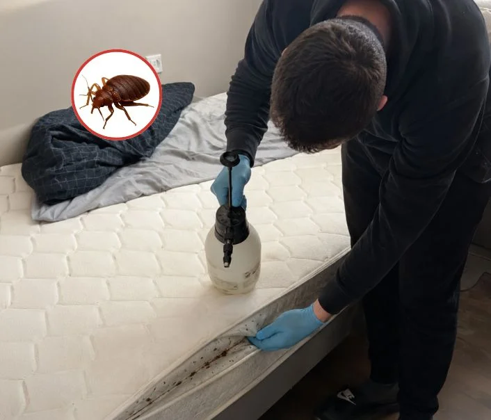 Technicien traitant un matelas contre les punaises de lit à Le Bellay-en-Vexin